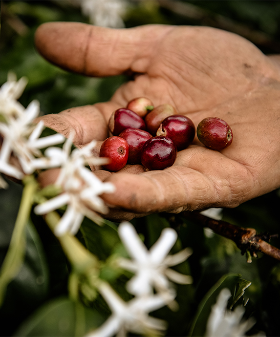 coffee beans