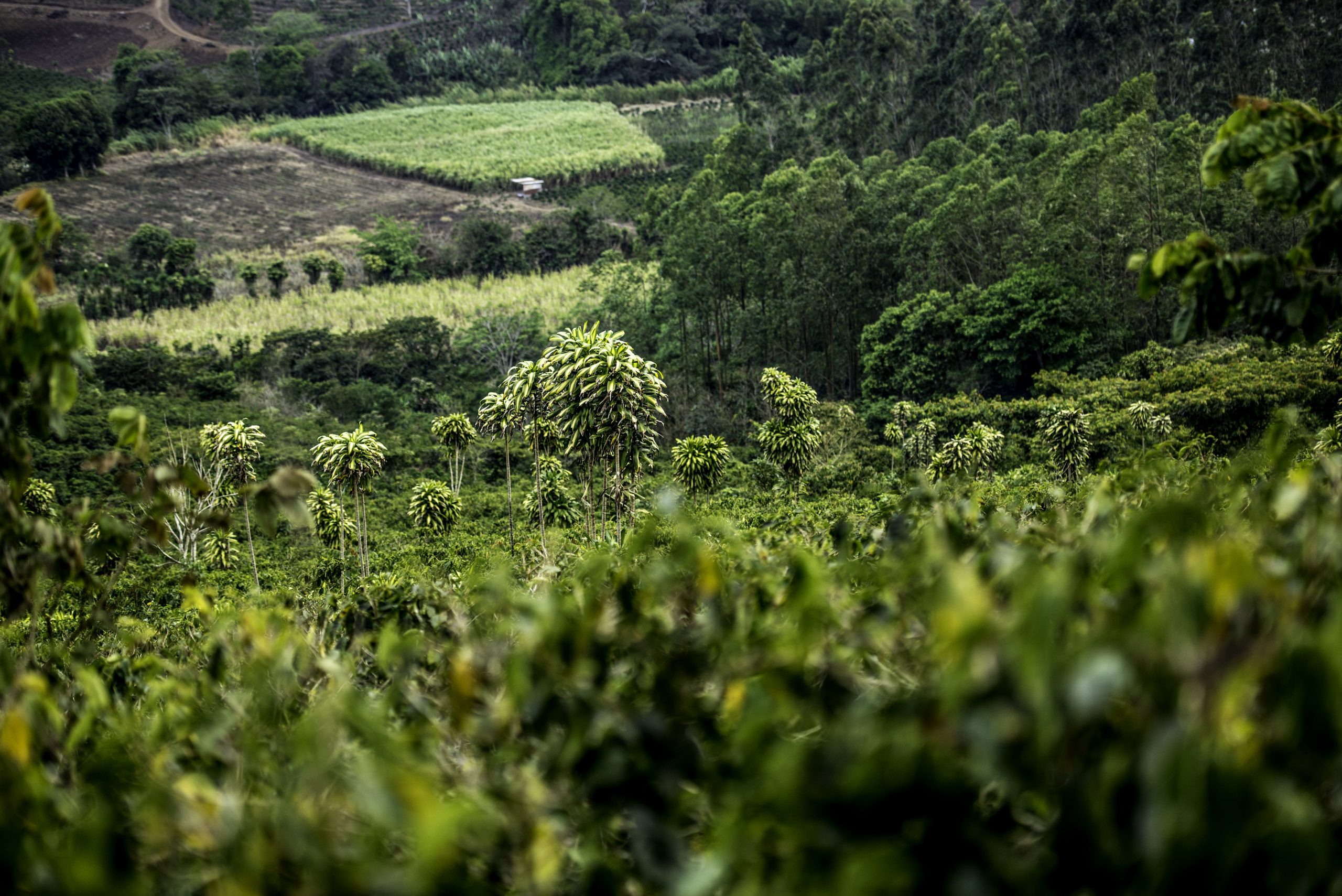 farm in colombia