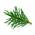 fir-branch