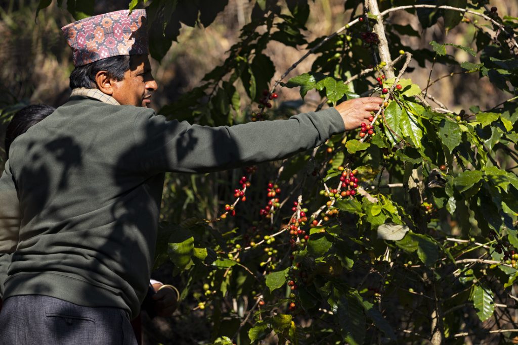 coffee tree